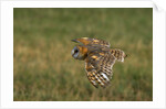 Barn Owl in Flight by Anonymous