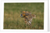 Barn Owl in Flight by Anonymous