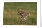 Barn Owl in Flight by Anonymous