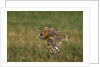 Barn Owl in Flight by Anonymous
