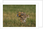 Barn Owl in Flight by Anonymous