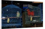 Caged Parrots by Anonymous