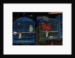 Caged Parrots by Anonymous