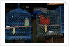 Caged Parrots by Anonymous