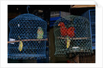 Caged Parrots by Anonymous