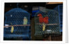 Caged Parrots by Anonymous