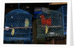 Caged Parrots by Anonymous
