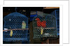 Caged Parrots by Anonymous