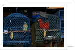 Caged Parrots by Anonymous
