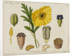 Yellow Poppy and Diagrams by Anonymous
