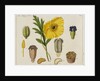 Yellow Poppy and Diagrams by Anonymous