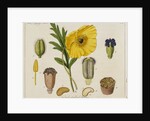 Yellow Poppy and Diagrams by Anonymous
