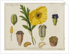 Yellow Poppy and Diagrams by Anonymous