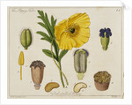Yellow Poppy and Diagrams by Anonymous