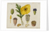 Yellow Poppy and Diagrams by Anonymous