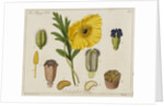 Yellow Poppy and Diagrams by Anonymous