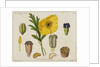 Yellow Poppy and Diagrams by Anonymous
