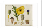 Yellow Poppy and Diagrams by Anonymous