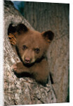 Black Bear Cub in Tree by Anonymous