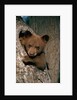 Black Bear Cub in Tree by Anonymous