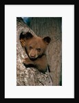 Black Bear Cub in Tree by Anonymous