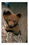 Black Bear Cub in Tree by Anonymous