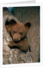 Black Bear Cub in Tree by Anonymous
