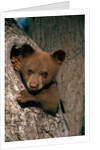 Black Bear Cub in Tree by Anonymous