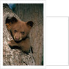 Black Bear Cub in Tree by Anonymous