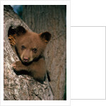 Black Bear Cub in Tree by Anonymous