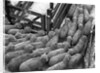 Loading Sheep by Anonymous