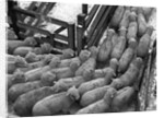 Loading Sheep by Anonymous