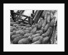 Loading Sheep by Anonymous