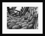 Loading Sheep by Anonymous