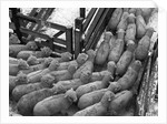 Loading Sheep by Anonymous