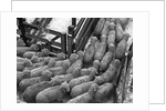 Loading Sheep by Anonymous