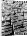 Middletown Cemetery by Anonymous