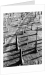 Middletown Cemetery by Anonymous