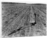 Withered Corn by Anonymous