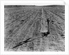 Withered Corn by Anonymous