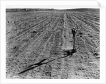 Withered Corn by Anonymous