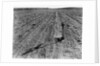 Withered Corn by Anonymous