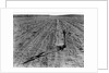 Withered Corn by Anonymous
