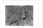Withered Corn by Anonymous