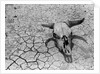 Cattle Skull on the Parched Earth by Anonymous