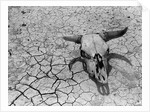 Cattle Skull on the Parched Earth by Anonymous
