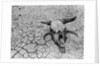 Cattle Skull on the Parched Earth by Anonymous