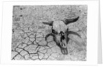 Cattle Skull on the Parched Earth by Anonymous
