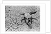 Cattle Skull on the Parched Earth by Anonymous