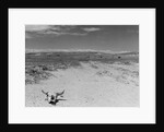 Over Grazed Land by Anonymous